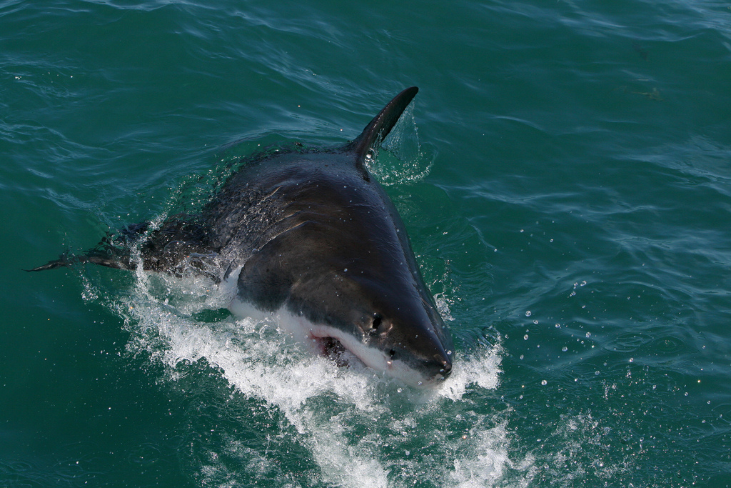 Акула напала дельфина. Carcharodon carcharias. Акула и Дельфин. Акулы боятся дельфинов.