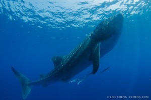 Огромное тело китовой акулы