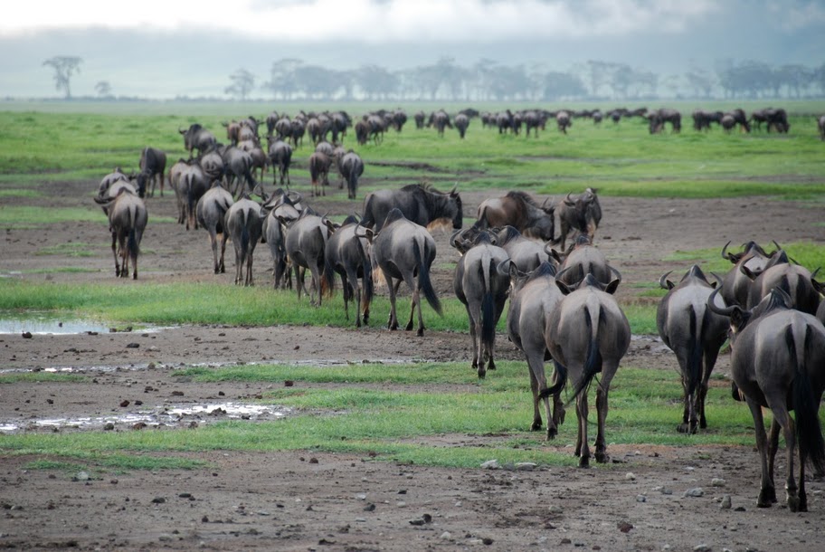 Какие животные мигрируют. Миграция антилоп гну. Стадо антилоп гну. Мигрирование антилоп гну.