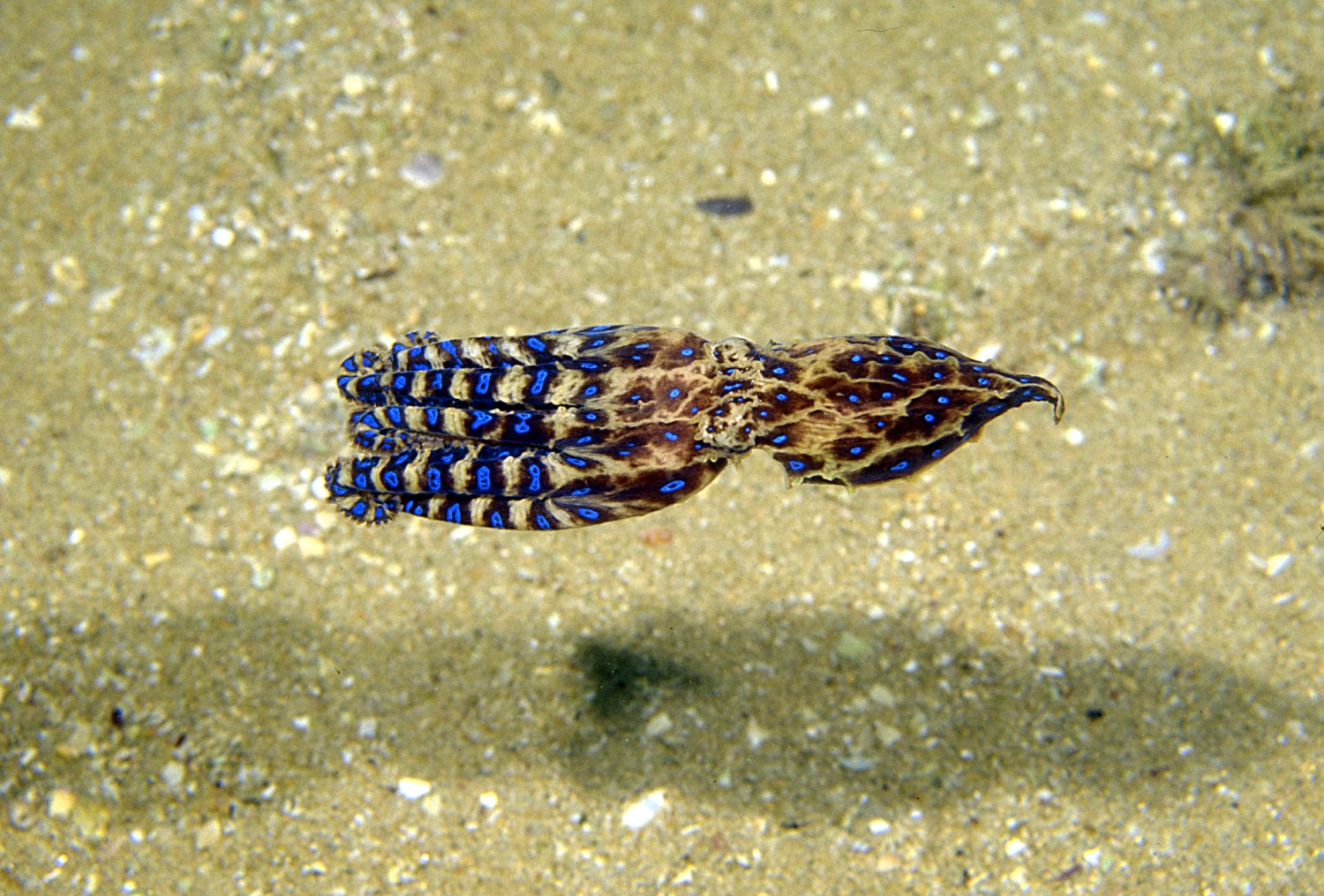 Голубокольчатый осьминог