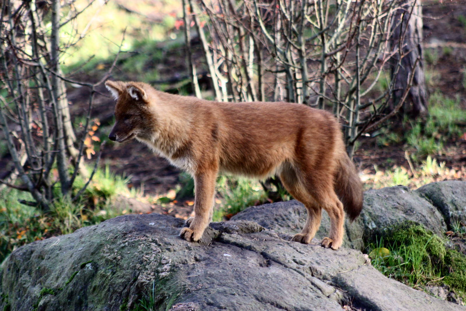 красный волк фото животного в хорошем качестве