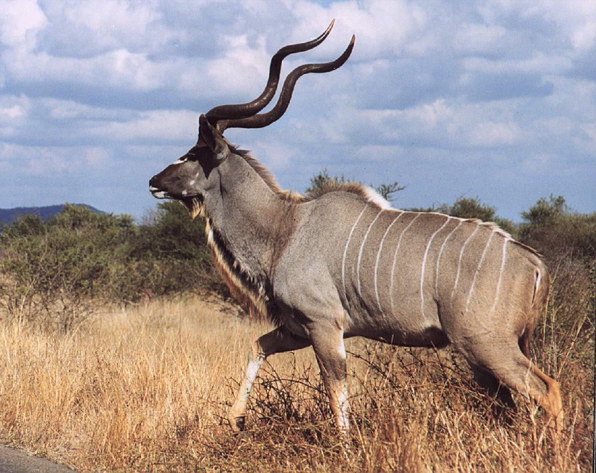 Большой гну. Антилопа Kudu. Парнокопытные антилопа. Винторогая антилопа. Антилопы непарнокопытные.