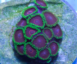 Коралл Palythoa