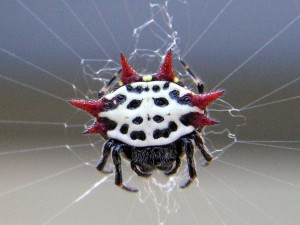 Шипастый паук