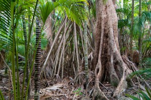 Выросты при основании деревьв в экваториальном поясе