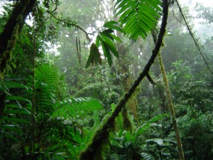 Нижний ярус тропического леса