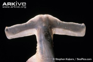 Голова большеголовой акулы