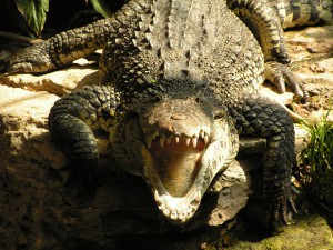 Смертельная схватка крокодилов