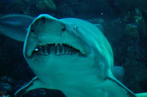 Песчаная тигровая акула