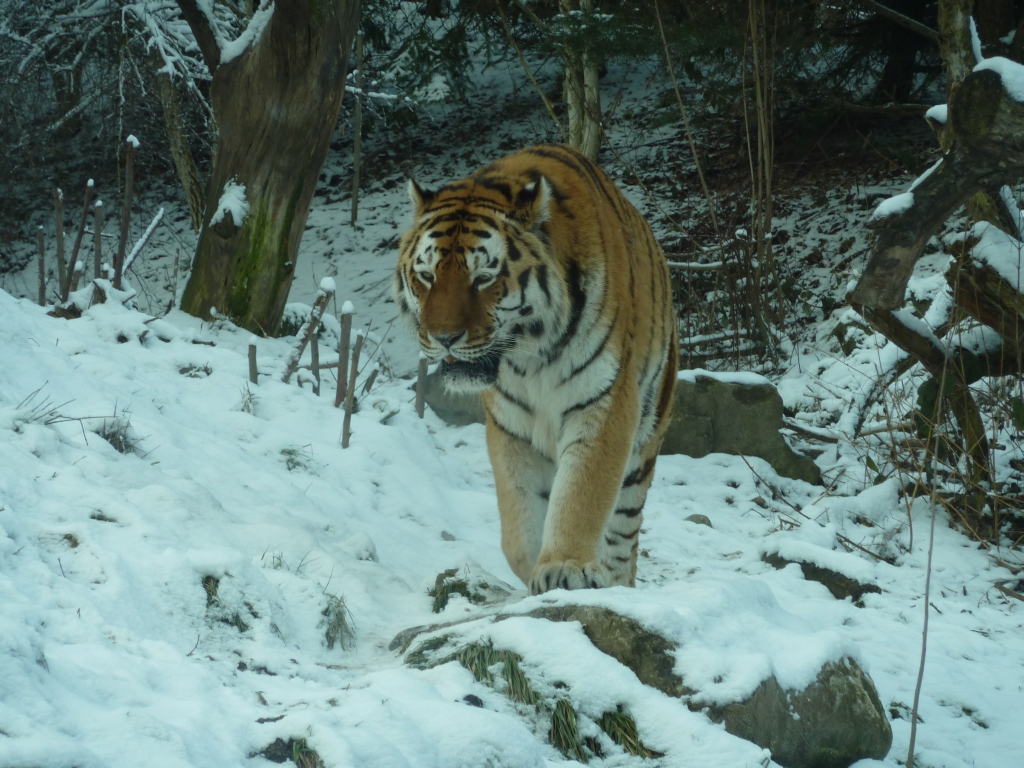 Тигр живу 2. Амурский тигр в Бикине. Уссурийская Тайга Амурский тигр. Национальный парк Бикин Амурский тигр. Уссурийский тигр.