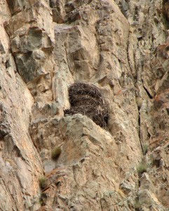 Гнездо беркута на скалах