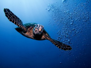 Морская черепаха в естественной среде