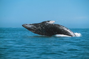 Прыжок серого кита