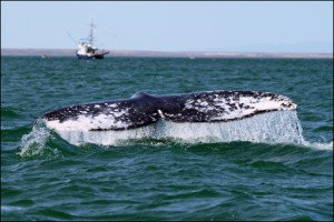 Хвост серого кита