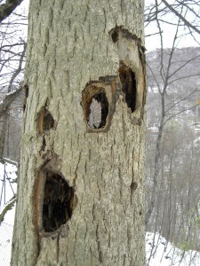 Сквозные дупла в деревьях, сделанные желной