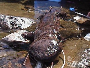 Самец гигантской японской саламандры