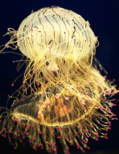 Медуза цветочная шляпка