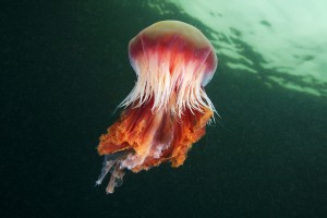 Гигантская арктическая медуза