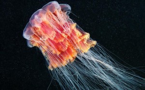 Щупальца медузы могут достигать длины в 20 м