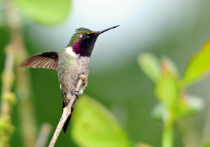 Самец колибри