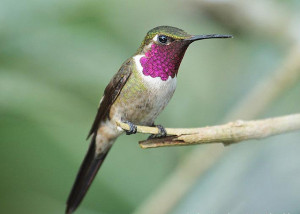 Аметистовый колибри