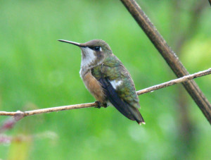 Самка аметистового колибри