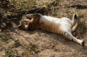 Барханный кот нежится на солнце